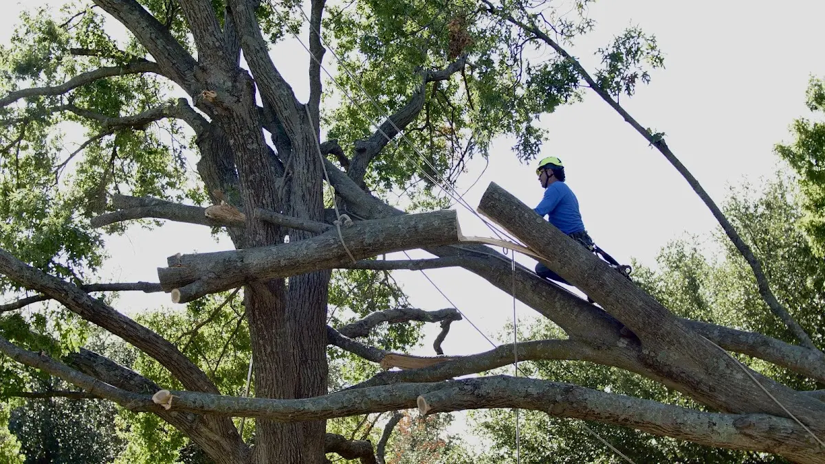 Professional Crown Thinning performed by certified arborists in Mullica Hill