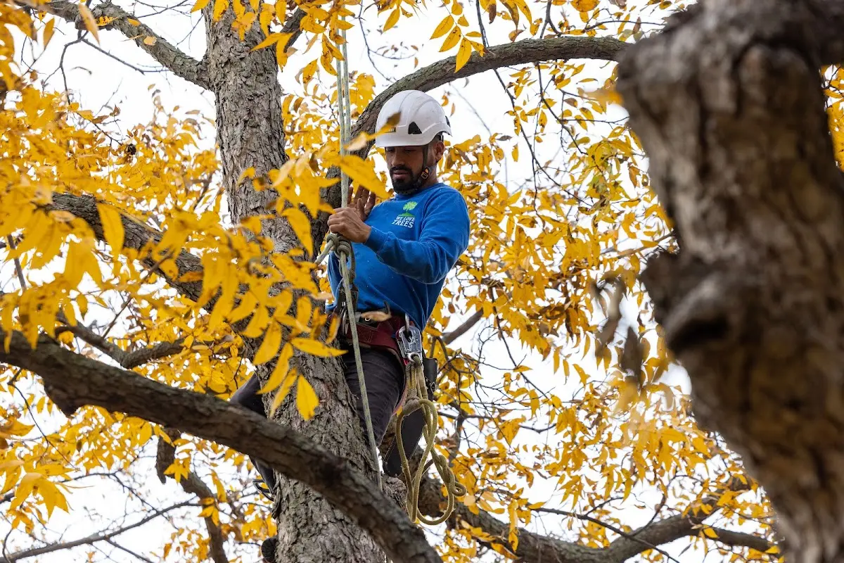 Skilled Tree Planting crew working in Mullica Hill